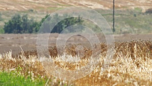 Mirage, heat waves over wheat field on extreme hot summer weather