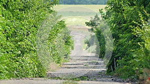 Mirage over abandoned road in countryside surrounded by green trees