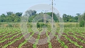 Mirage over farmland with young sunflower sprouts on hot weather