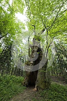 The Miraglia chestnut tree in Camaldoli, Italy