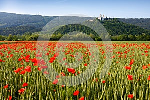 Miren Castle and poppy field