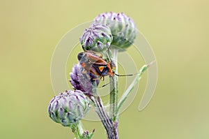 Mirid bug on a Creeping Thistle in field