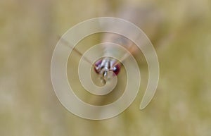 Mirid bug - Dicyphus Stachydis