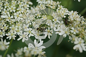 Mirid Bug - Grypocoris stysi