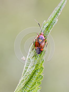 Mirid bug on a leaf