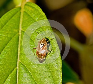 Mirid Bug on leaf