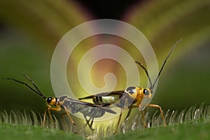 Mirid Bug Macro Mating