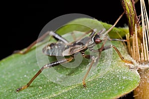 Mirid bug/plant bug sucking bamboo sap