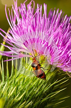 Mirid bug on thistle flower. summer sunny day natural environment