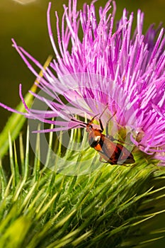 Mirid bug on thistle flower. summer sunny day natural environment