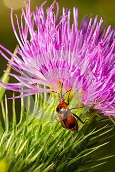 Mirid bug on thistle flower. summer sunny day natural environment