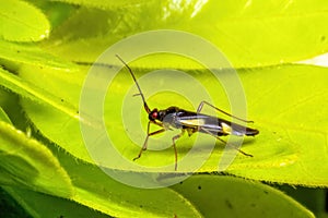 Mirid or Capsid Bug - Dryophilocoris flavoquadrimaculatus