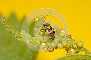 The Mirid Plant bug, Orthops scutellatus on Nettles in UK