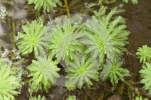 Miriophyllum plants