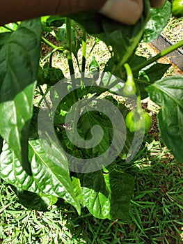 Miris is my army camp