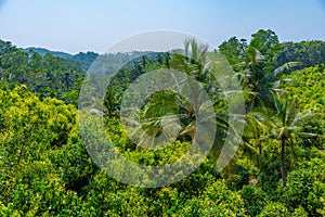 Mirissa hills cinnamon plantation at Sri Lanka