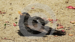 Mirlo common blackbird photo