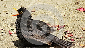 Mirlo common blackbird singing photo