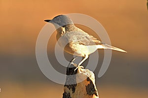 mirlona warbler in the forest