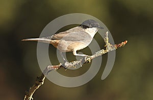 mirlona warbler in the forest