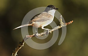 Mirlona warbler