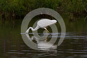 Mirorred great white egret egretta alba with head plunged in w photo