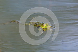 Mirorred green frog rana esculenta swimming on water surface photo