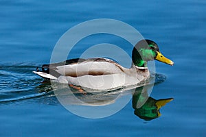 Mirorred male mallard duck anas platyrhynchos swimming in blue photo