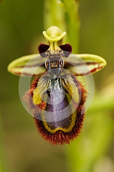 Mirror-bee orchid flower - Ophrys speculum