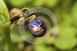 Mirror Bee Orchid (Ophrys speculum) photo