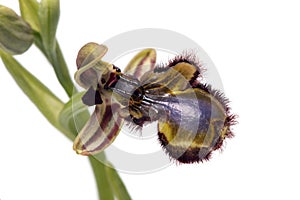 Mirror Bee Orchid (Ophrys speculum) photo