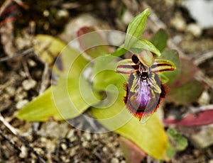 Mirror Bee Orchid overview - Ophrys speculum