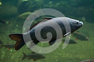 Mirror carp (Cyprinus carpio carpio)