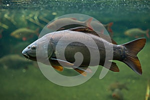 Mirror carp (Cyprinus carpio carpio)