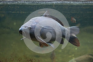 Mirror carp Cyprinus carpio carpio