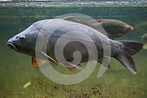 Mirror carp & x28;Cyprinus carpio carpio& x29;