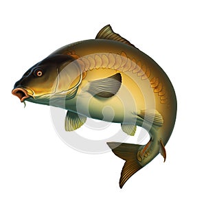 Mirror carp fish koi realism isolate illustration. photo