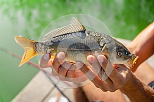 Mirror carp fishing on lake. Man holding fish in hands.