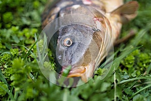Fish head.Mirror carp lies on the grass.freshwater fish.typically with barbels around the mouth.The carp is queen of rivers