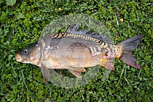 Mirror carp lies on the grass.freshwater fish.typically with barbels around the mouth.The carp is queen of rivers