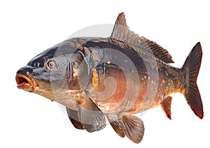 Mirror carp river fish