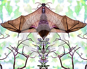 Mirror image of a bat hanging upside with wings spread