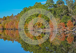 Mirror image of the beautiful colorful leaves on the trees, along the Little Ocmulgee River, McRae, Georgia