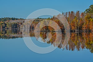 Mirror image of the beautiful colorful leaves on the trees, along the Little Ocmulgee River, McRae, Georgia