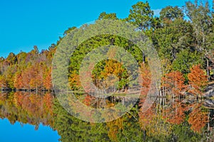 Mirror image of the beautiful colorful leaves on the trees, along the Little Ocmulgee River, McRae, Georgia