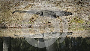Mirror image of a huge alligator on a bank by a pond with his symmetrical reflection