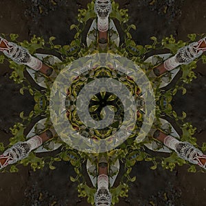 Mirror image of money plantsÃ°Å¸ÅÂ±