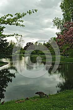 Mirror Lake, Forest Lawn