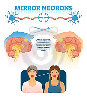 Mirror neurons vector illustration. Medical brain action explanation scheme