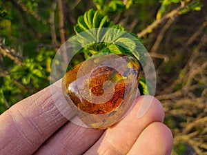 Mirror polished Baltic amber on a wooden surface